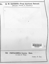 Pestalotia funerea image